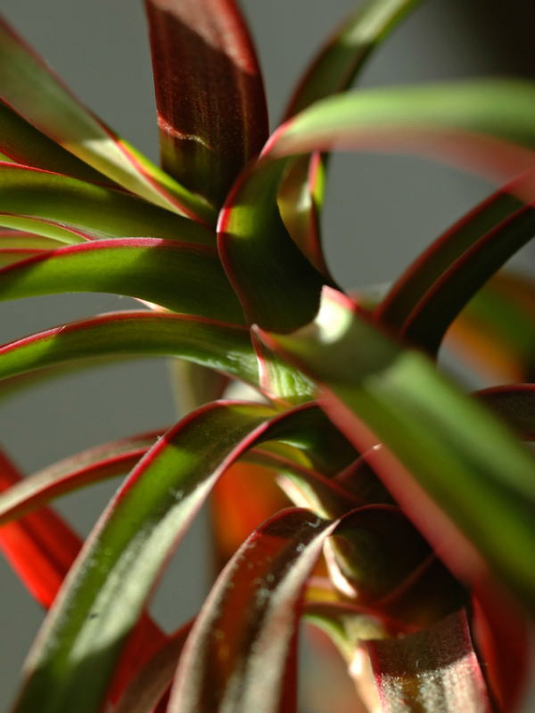 Plants That Grow Really Well in Darker Bedrooms, Dracaena 