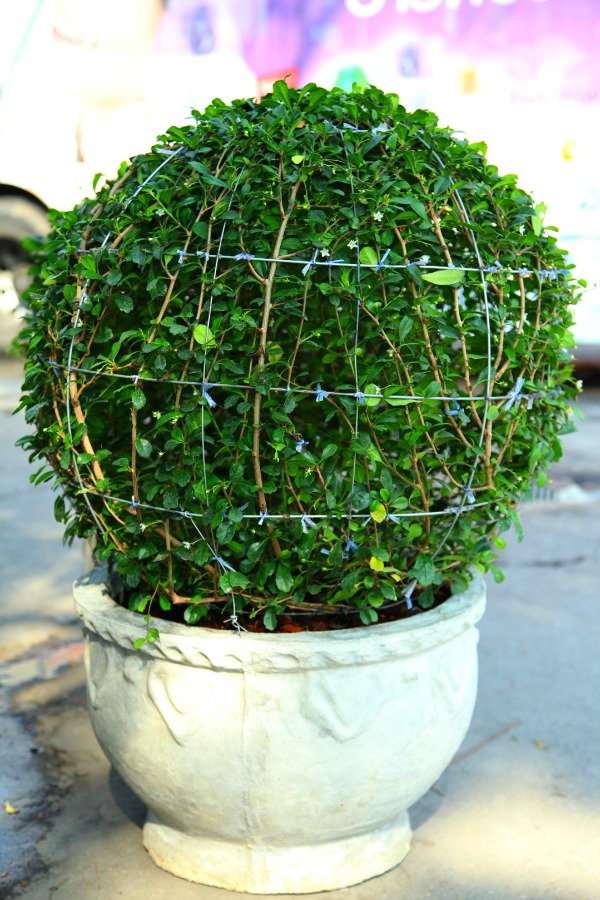 DIY Topiary, Take Your Pruning to the Next Level