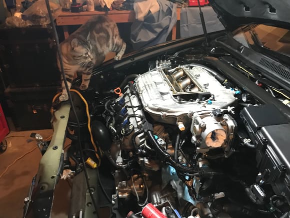 Cat approved of Intake manifold fitment.