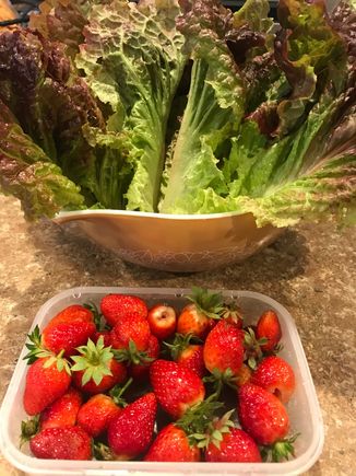 Pulled these straight from my garden. Six sprinkler heads are dedicated just for the garden area so they grow maintainence  free.