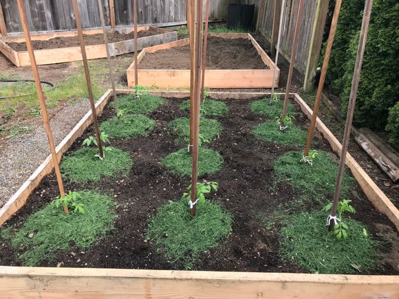 Soviet tomatoes planted. Grass clippings to keep them cool from the sun.