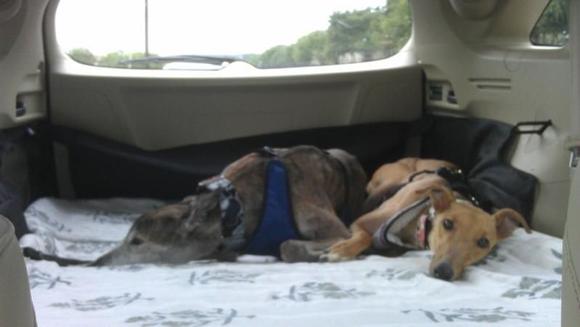 Speed Racer and Trixie lounging in the back of the RDX