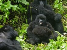 Mountain gorillas in Uganda                                                                                                                                                                             