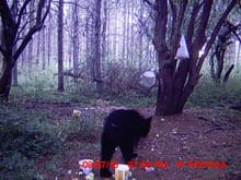 we put lots of food out there, sow tons of bear &amp; deer.