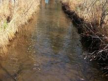 moose in a water hole