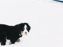 in the snow                                                                                                                                                                                             