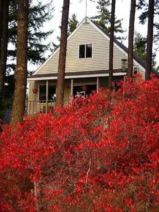 Cottage in the Pines                                                                                                                                                                                    