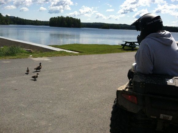 kevin sizing up his dinner- poor ducks never saw him coming  :D