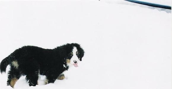 in the snow                                                                                                                                                                                             