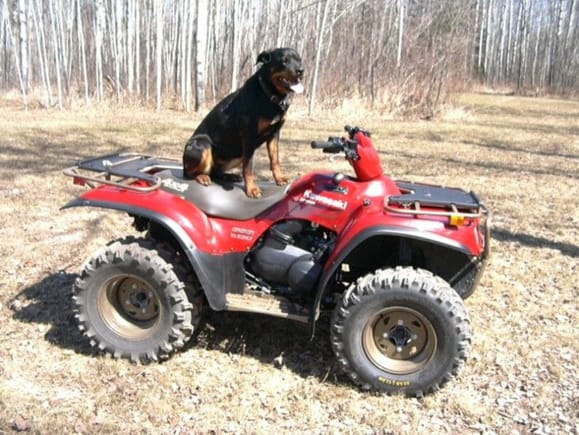 This is my puppy dog Jasmine aboard my KVF 650. She'll run run with it all day long. She is a purebred Rottweiler.