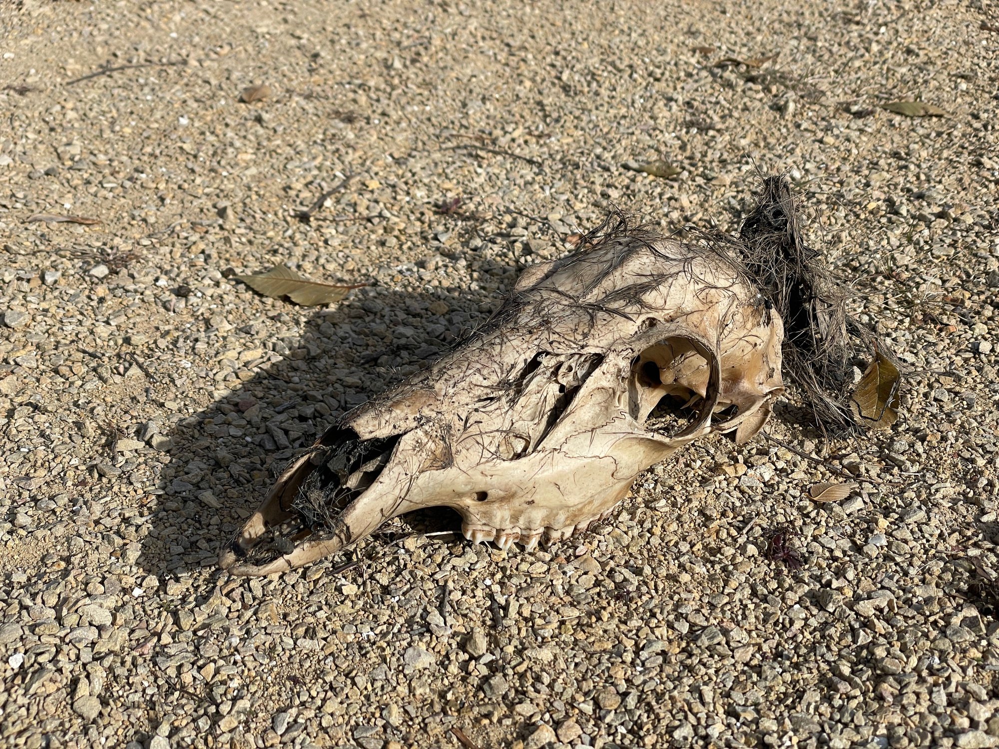 Someone left his deer skull in the middle of the trail