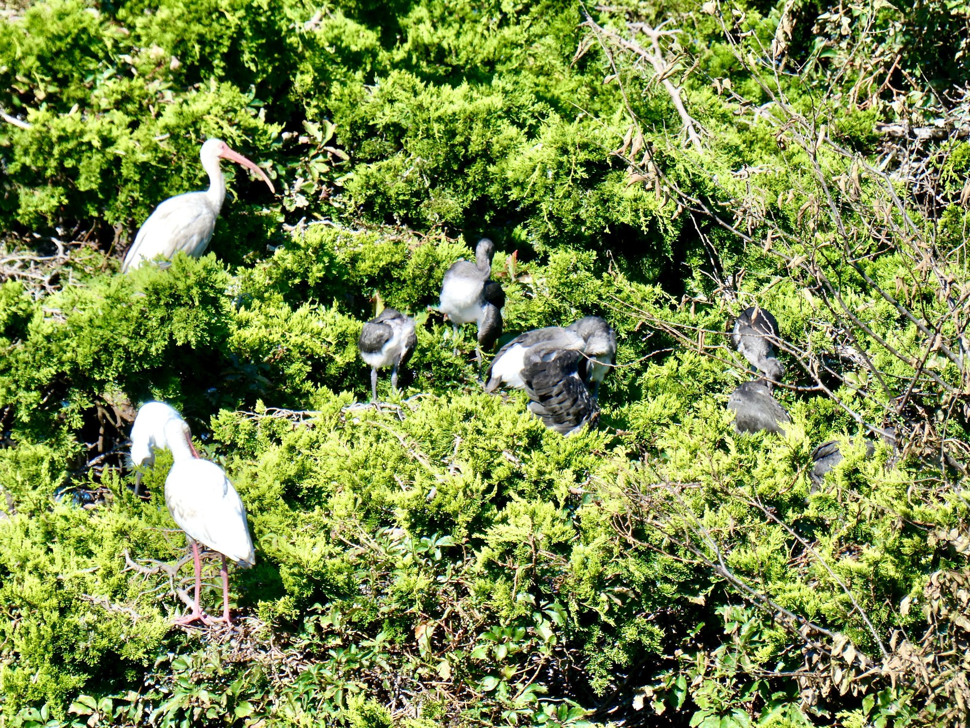 They were but chics last time I was here