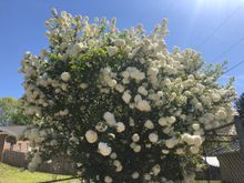 Full of huge white blossoms!