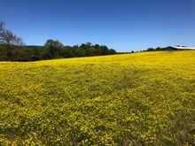 Buttercups were prolific!