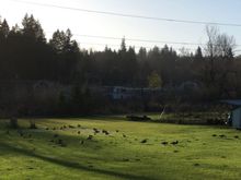 Canadian geese passing thru
