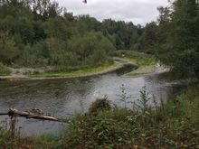 At the several river bridges = no salmon yet. Must be downstream awaiting access or after the hatchery folks get their quota.