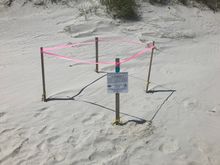 One of many turtle egg deposits 