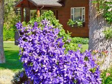 I love when these purple beauties are in bloom