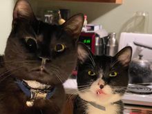 Don't mess with the cat.
