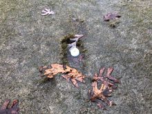 It’s hard to see but not only was the ball in the divot it was half submerged in water....in the fairway????