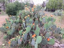 Cactus starting to bloom 