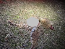 A friend had captured him or one of his relatives on a game camera. It’s a shame to lose him. 