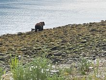 Brown Bear

Mike