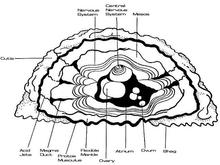 Anatomy of a Horta