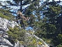 Chamois (sort of mountain goat)