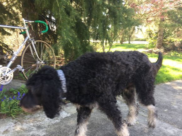 The neighbor’s shaggy, ...ambling through
