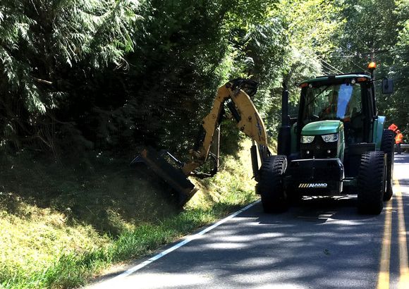 Found the crooks destroying my roadside snacks of blackberries