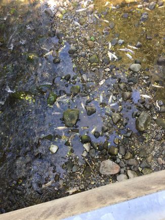 End of the line for salmon, on a White River tributary.  Thousands more still hard on going upstream.