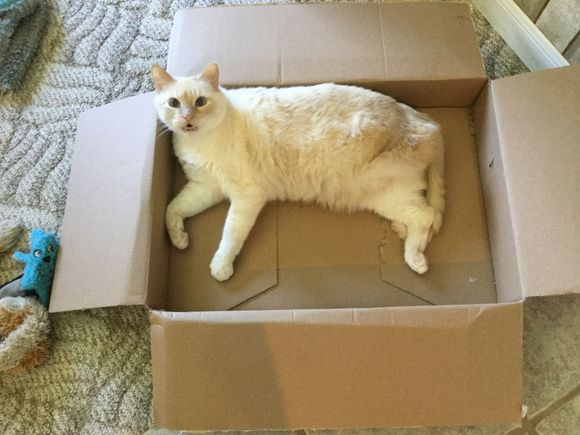 Don’t hate on my 3 legged cat. That is bad luck..  He gets around on 3 legs so I have no excuse not to mow the lawn LOL. 