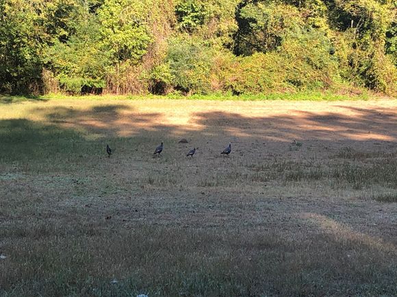 I tried my turkey calls but they walked away from me???