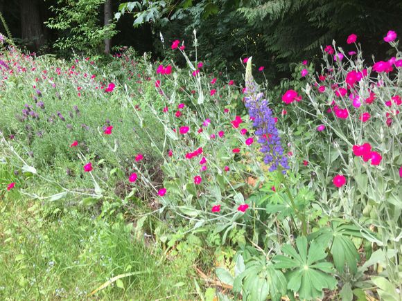 Full bloom.  Even the weeds and stickers vines.