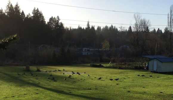 Canadian geese passing thru