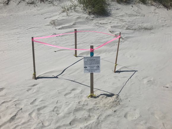 One of many turtle egg deposits 