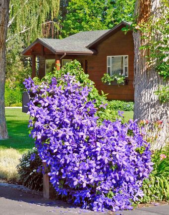 I love when these purple beauties are in bloom