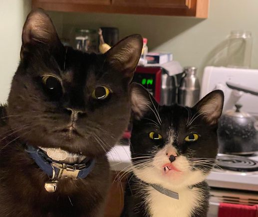 Don't mess with the cat.