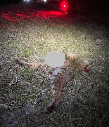 A friend had captured him or one of his relatives on a game camera. It’s a shame to lose him. 