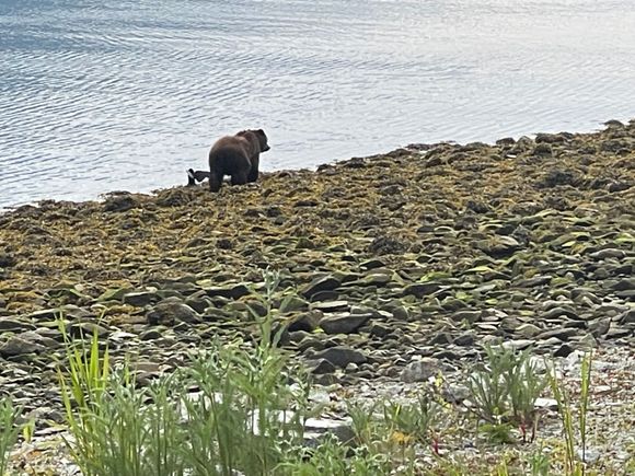 Brown Bear

Mike