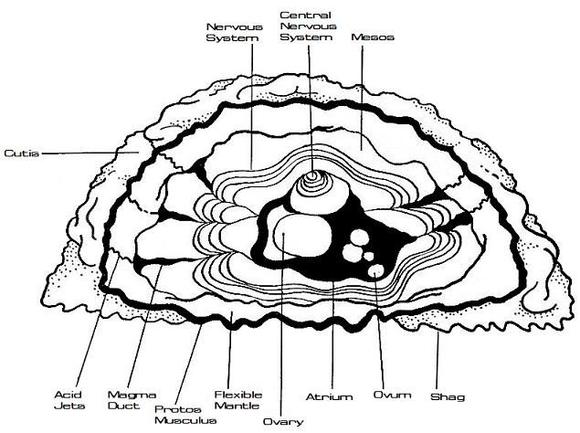Anatomy of a Horta
