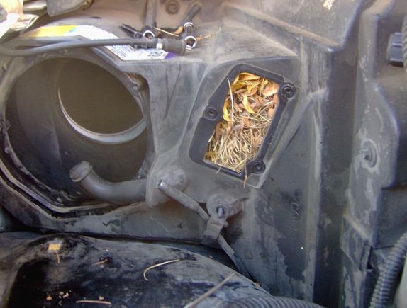 needles packed in on the upstream side of the AC condenser by behind where the Blower Motor Control Module mounts