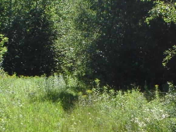 Trail