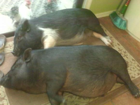 donkeys, pigs, fish ,