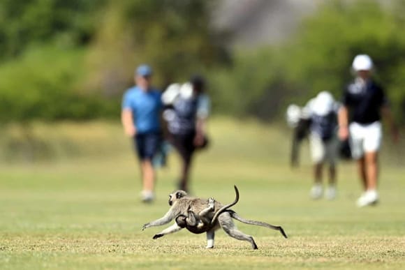 a monkey and child nip across the fairway at the SDC Open, a golf tournament held in Limpopo, South Africa