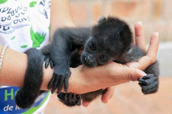 A baby howler monkey