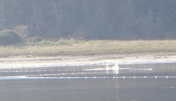 Netting on the North River