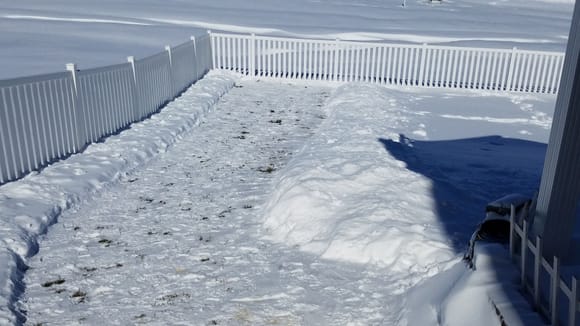 Area shoveled for the dogs