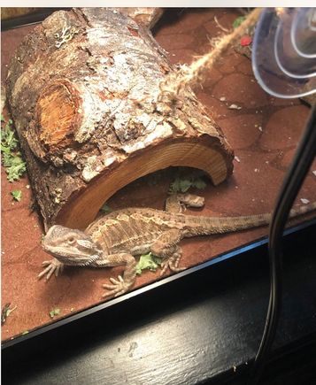 Norman the bearded dragon. 